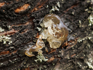 Resin on cherry tree