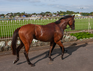 A day at the horse races. Horse racing Ellerslie race track. Auckland New Zealand. Horses. Walking the race horse.