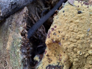 Close up of bamboo humps and bamboo roots in the nature for using as background or wallpaper.