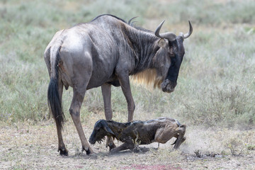 Blue Wildebeest (Connochaetes taurinus) mother with a new born calf trying to stand on savanna, Ngorongoro conservation area, Tanzania.