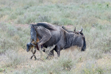Blue Wildebeest (Connochaetes taurinus) mother giving birth to a new born calf on savanna, Ngorongoro conservation area, Tanzania.