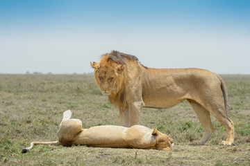 Lion (Panthera leo) pair behavior prior to mating, Ngorongoro conservation area, Tanzania.