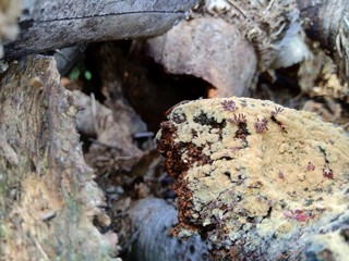 Close up of bamboo humps and bamboo roots in the nature for using as background or wallpaper.