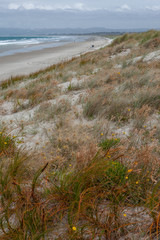 Ruakaka coast. New Zealand. Beach and ocean. Dunes