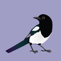 An illustration of a magpie