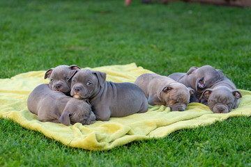 American bulli puppies fall asleep on a grass rug in a park.