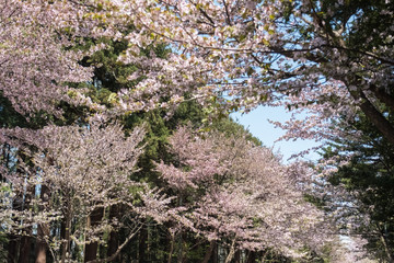 [春]＿満開の桜並木