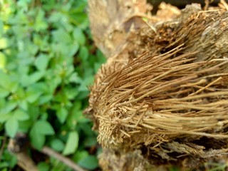 Close up of bamboo humps and bamboo roots in the nature for using as background or wallpaper.