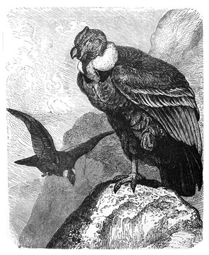 Condor (Sarcorhamphus gryphus)  - Antique engraved illustration from Brockhaus Konversations-Lexikon 1908