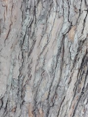 bark of a tree