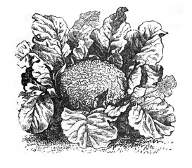 Cauliflower - Antique engraved illustration from Brockhaus Konversations-Lexikon 1908