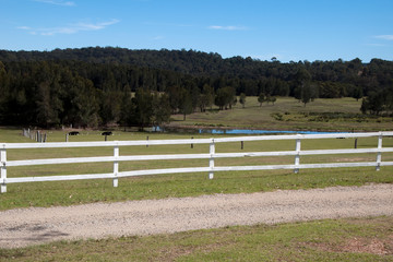 Mogo Australia, rural scene of farm paddock with pond and cattle with forest in background