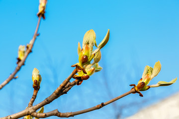 First green Chestnut leaves branches with sunlight. Blossoming spring leaf of chestnut. Nature background