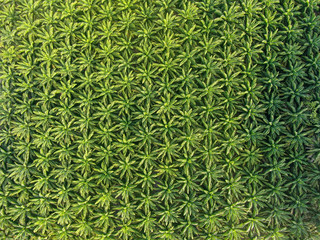 A tropical pattern of palm trees seen from above