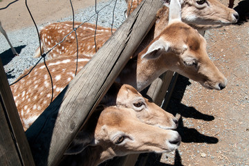 Mogo Australia, fallow deer with head through wooden fence at feeding time