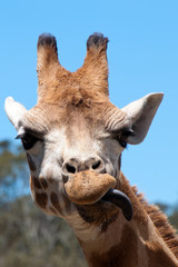Fototapeta premium Mogo Australia, Rothschild's giraffe eating with tongue out