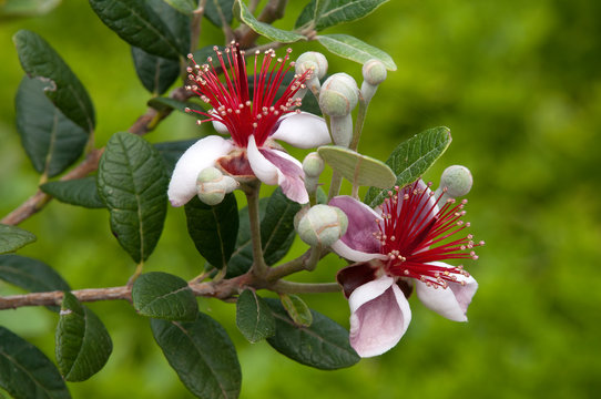 Mogo Australia, blossoms of a acca sellowiana or fruit salad tree 