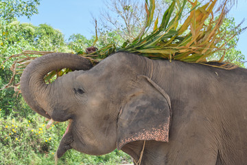 An asian elephant in a funny pose while eating