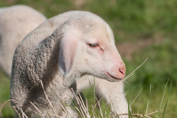Süßes Lamm