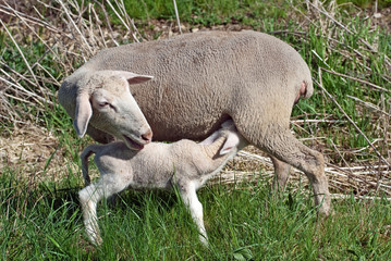 Mutterschaf säugt Lamm