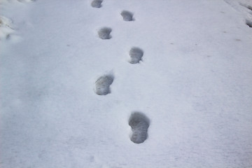 A steps against snow background. footprints on white snow background of boots. Human traces on snow.