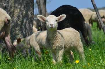 Lamm in einer Schafherde