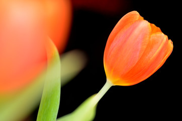 Nahaufnahme einer Tulpe