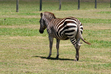 Naklejka premium Mogo Australia, plains zebra standing in field