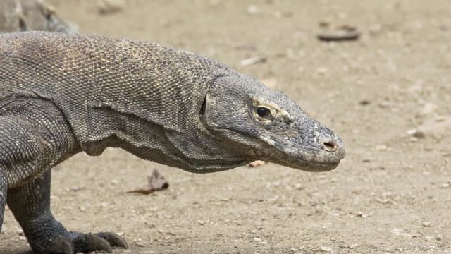 Close up of Komodo dragon (Veranus komodoensis) sticking out its and looking around for food in slow motion. Rinca island, Komodo National Park, East Nusa Tenggara, Indonesia