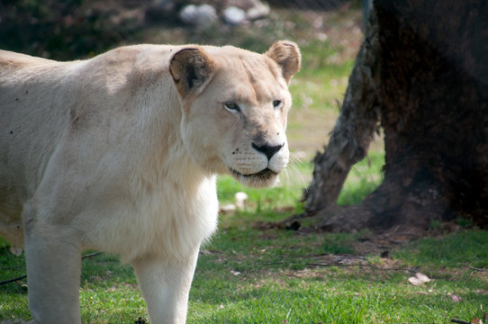 Mogo Australia,  white lioness is not an albino but leucistic of the tawny south african lion subspecies