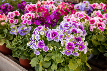 Beautiful of spring primroses flowers - primula polyanthus or Perennial primrose in the garden shop at spring season.