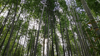 Arashiyama Bamboo Forest famous place in Kyoto