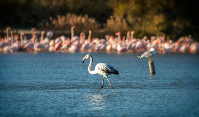 Juvenile  flamingo walking in the water of a wetland. The flamingo is on the foreground with a flock of pink flamingos in the background 