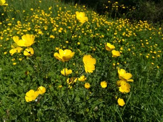 Petite nature : Ranunculus acris  L.