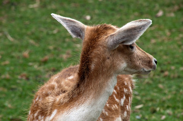 Mogo Australia, close up of head and ears of a fallow deer 