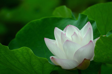 A pink lotus in full bloom in the lotus leaves