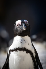 Pinguin
