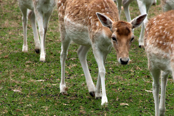 Naklejka na ściany i meble Mogo Australia, close-up of a fallow deer walking with herd