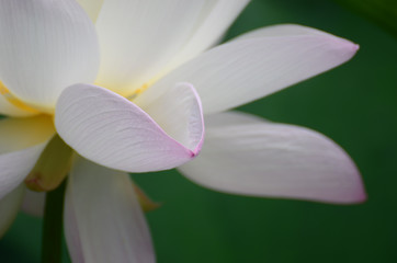 A white lotus in the lotus pond