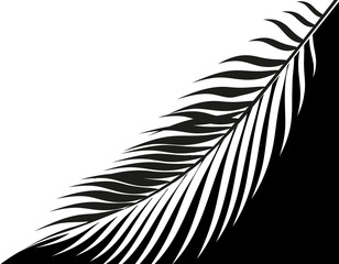Black and white stylized drawing of a tropical palm leaf. . illustration