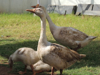 Goose in Garden, Seagull resort in Mumbai