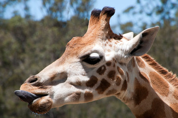 Mogo Australia, profile of a Rothschild's giraffe eating with tongue out