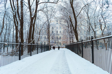 Fomin Botanical Garden after snow storm in Kyiv, Ukraine on January 28, 2019. 