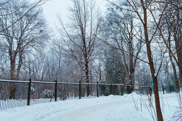 Fomin Botanical Garden after snow storm in Kyiv, Ukraine on January 28, 2019. 