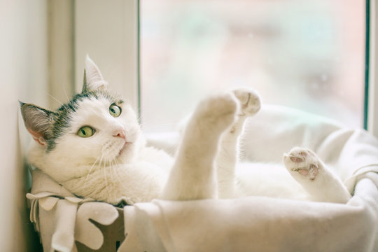 funny photo of white cat in the box pur in cat bed with paws outstretched on window background