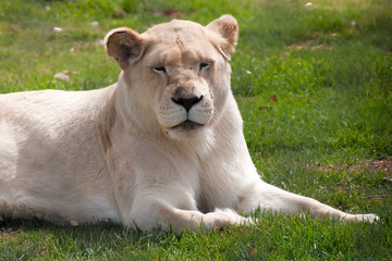 Mogo Australia,  white lioness resting on grass