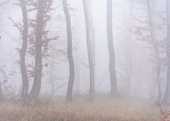 Foggy forest in mist. A mystical look of the forest