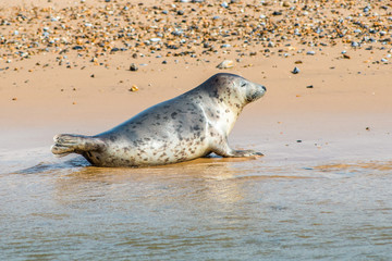 Grey and Common or Harbour Seals