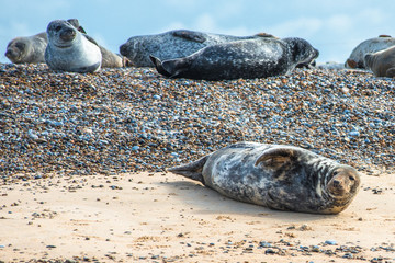 Grey and Common or Harbour Seals (Phoca vitulina) on beach at Blakeney Point Norfolk England UK