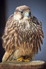 Lanner Falcon Closeup (Falco biarmicus)